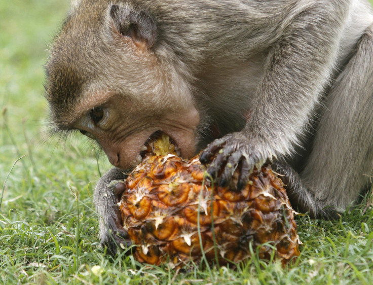 monkey-low-calorie-diet