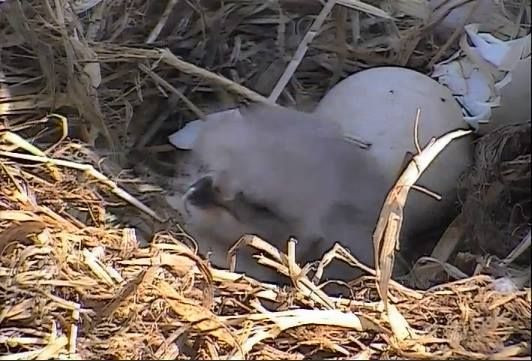 Decorah Eagle