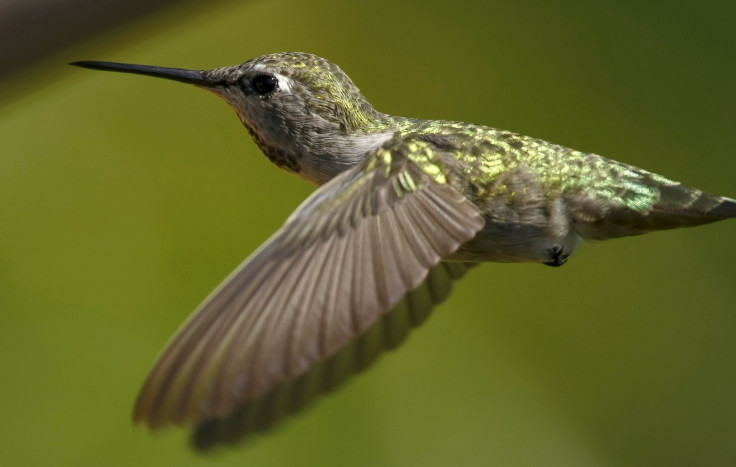 hummingbird