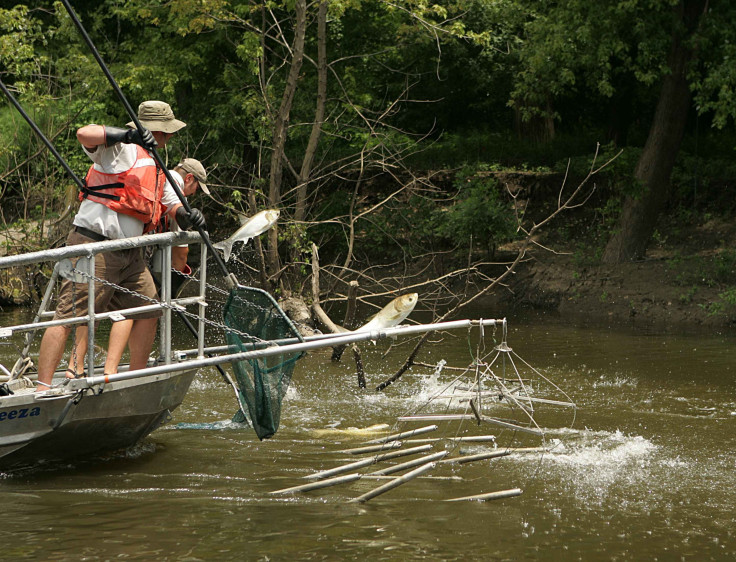 electrofishing