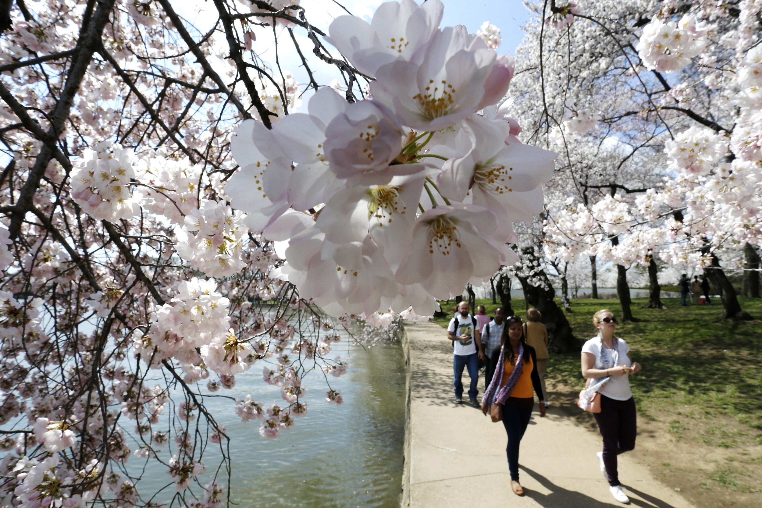 Cherry Blossoms Washington D.C.