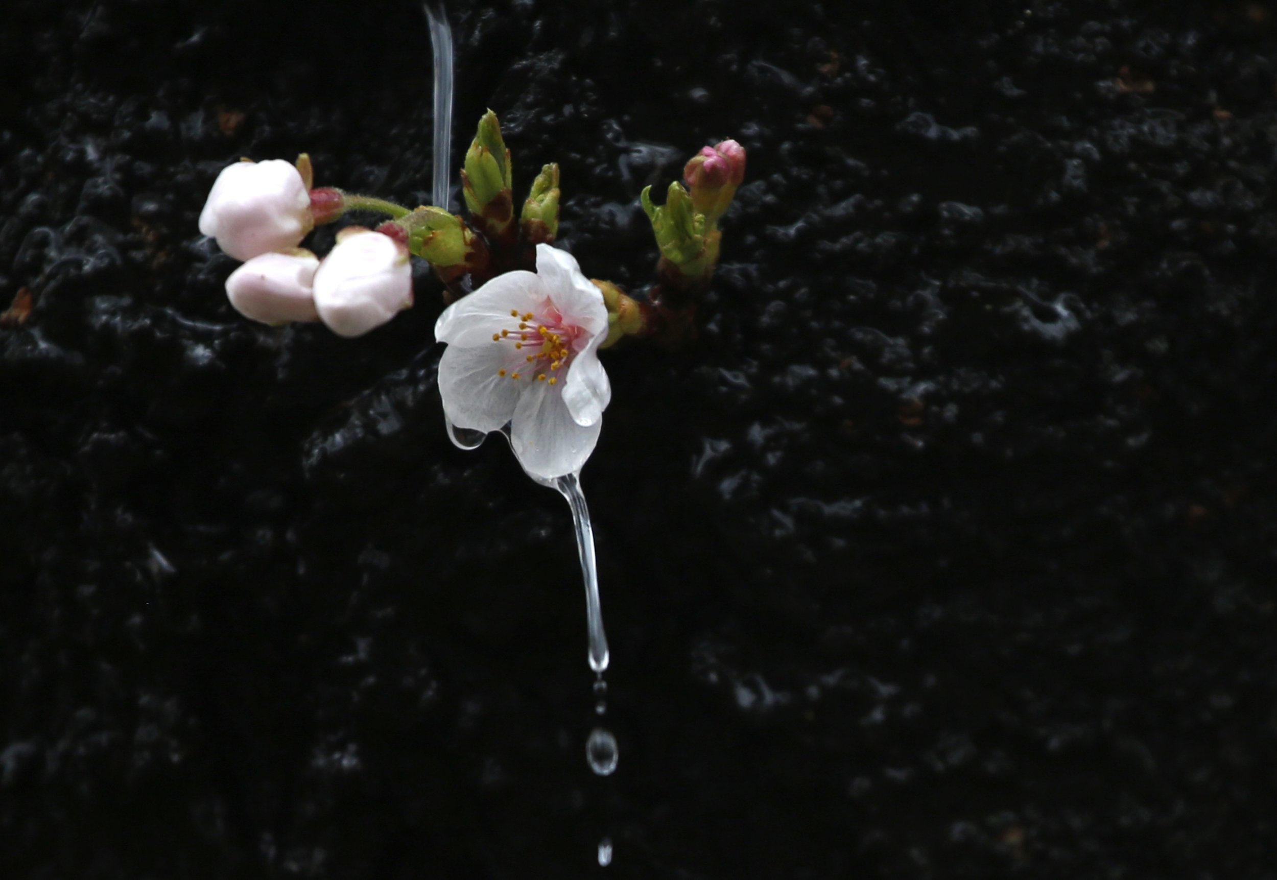 Cherry blossom japan
