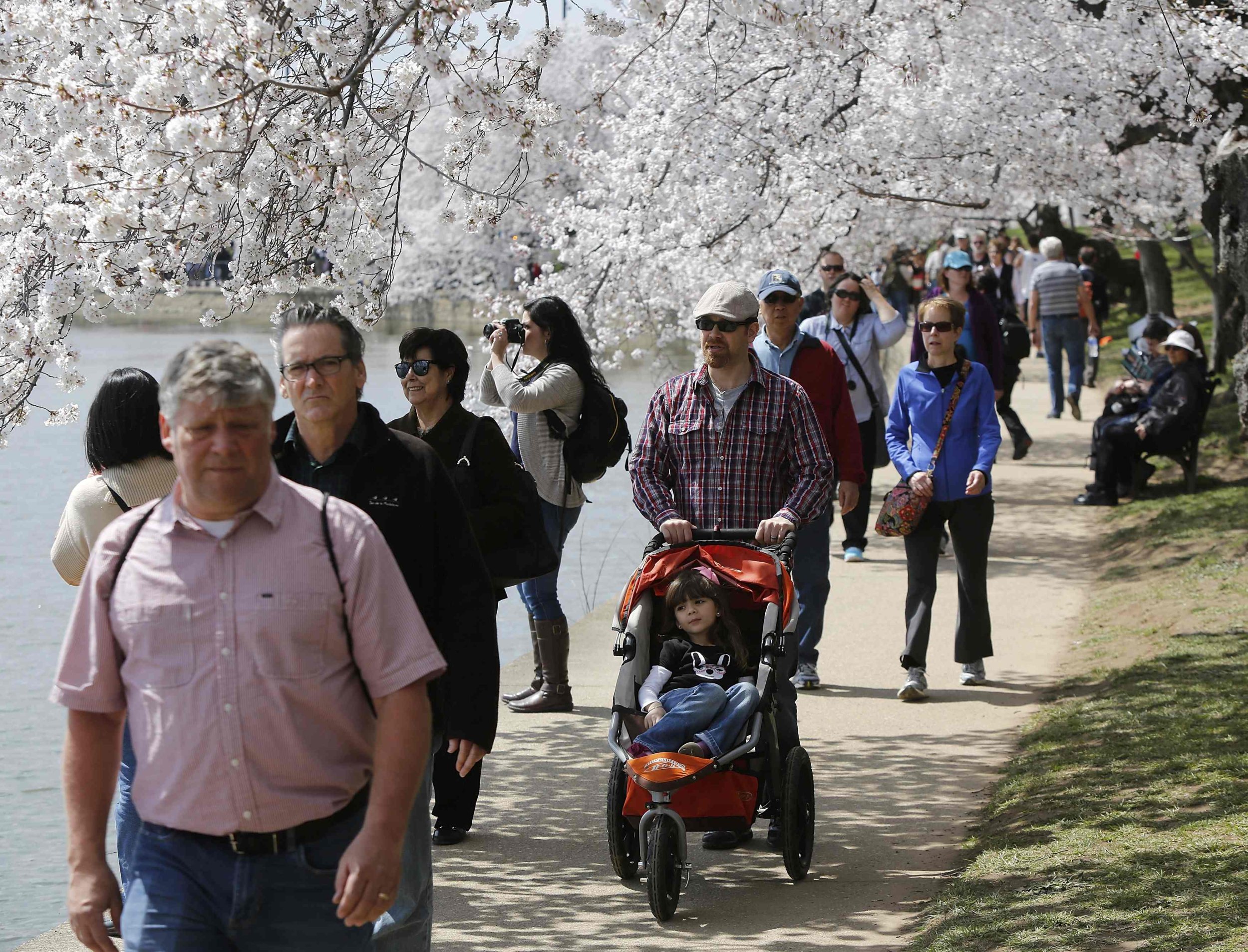 Cherry Blossoms Washington DC April 9 2