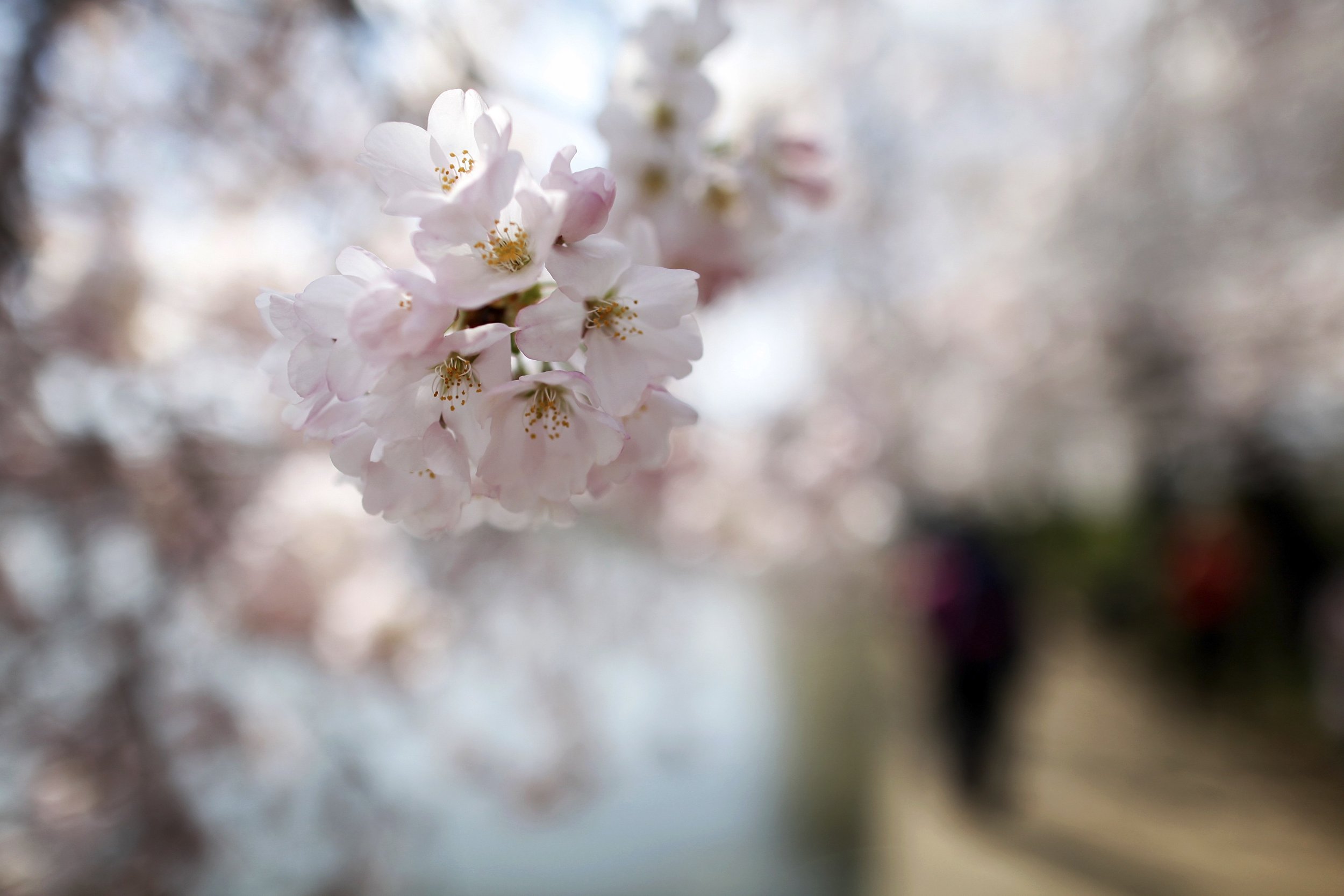 Cherry Blossoms Washington DC April 9 4