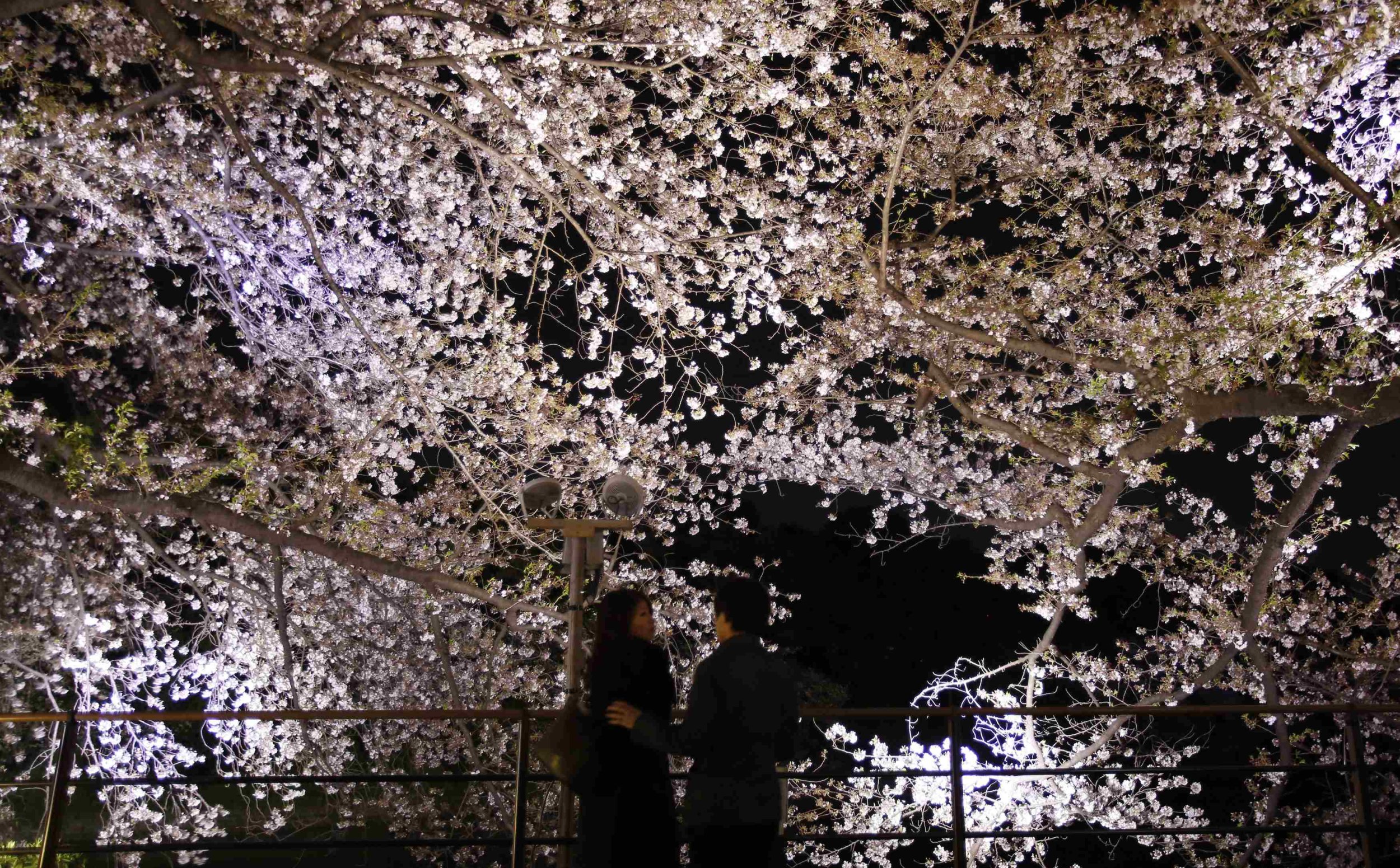 Cherry Blossoms Japan April 6 1