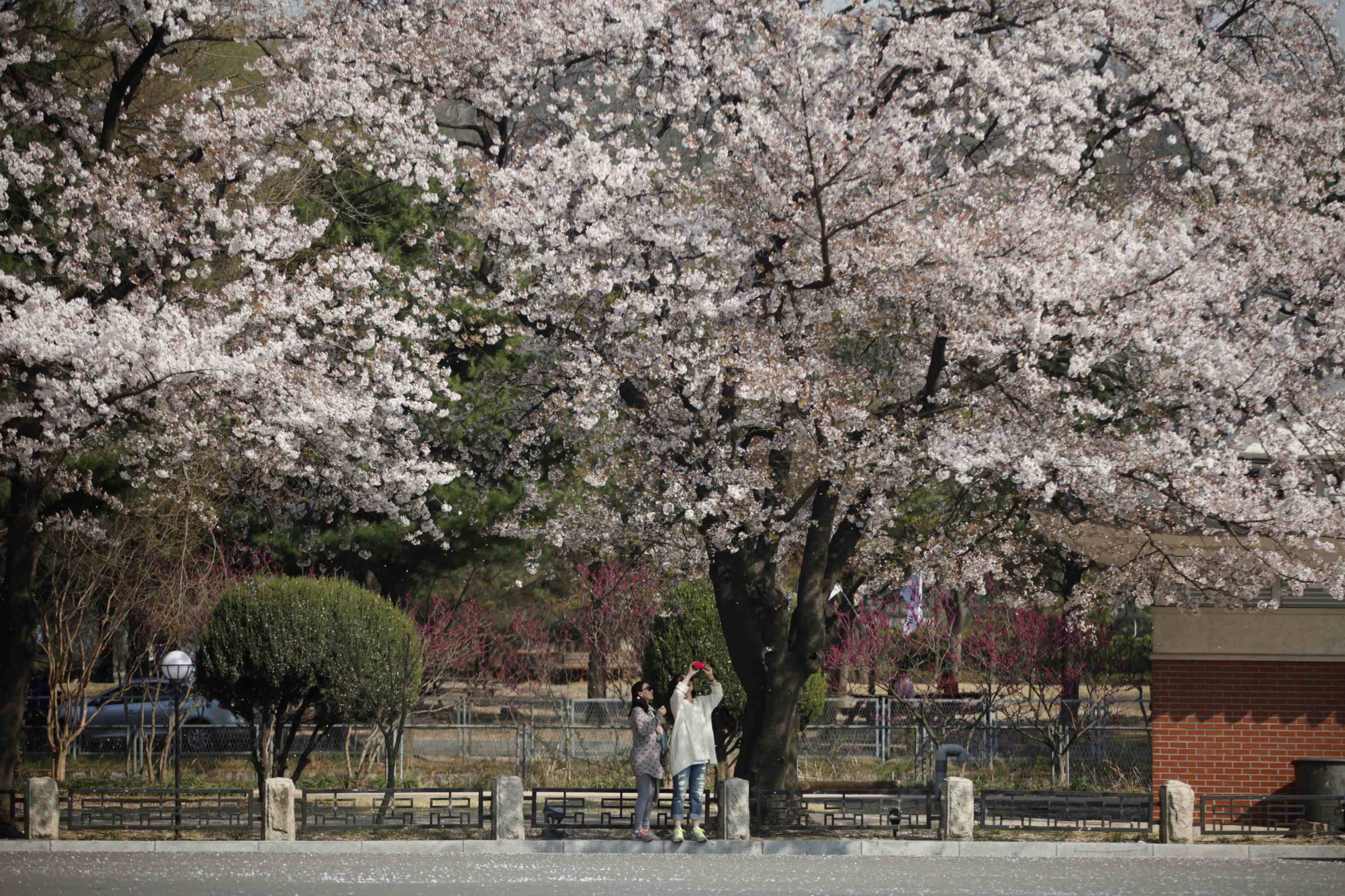 Cherry Blossoms Korea April 8 2