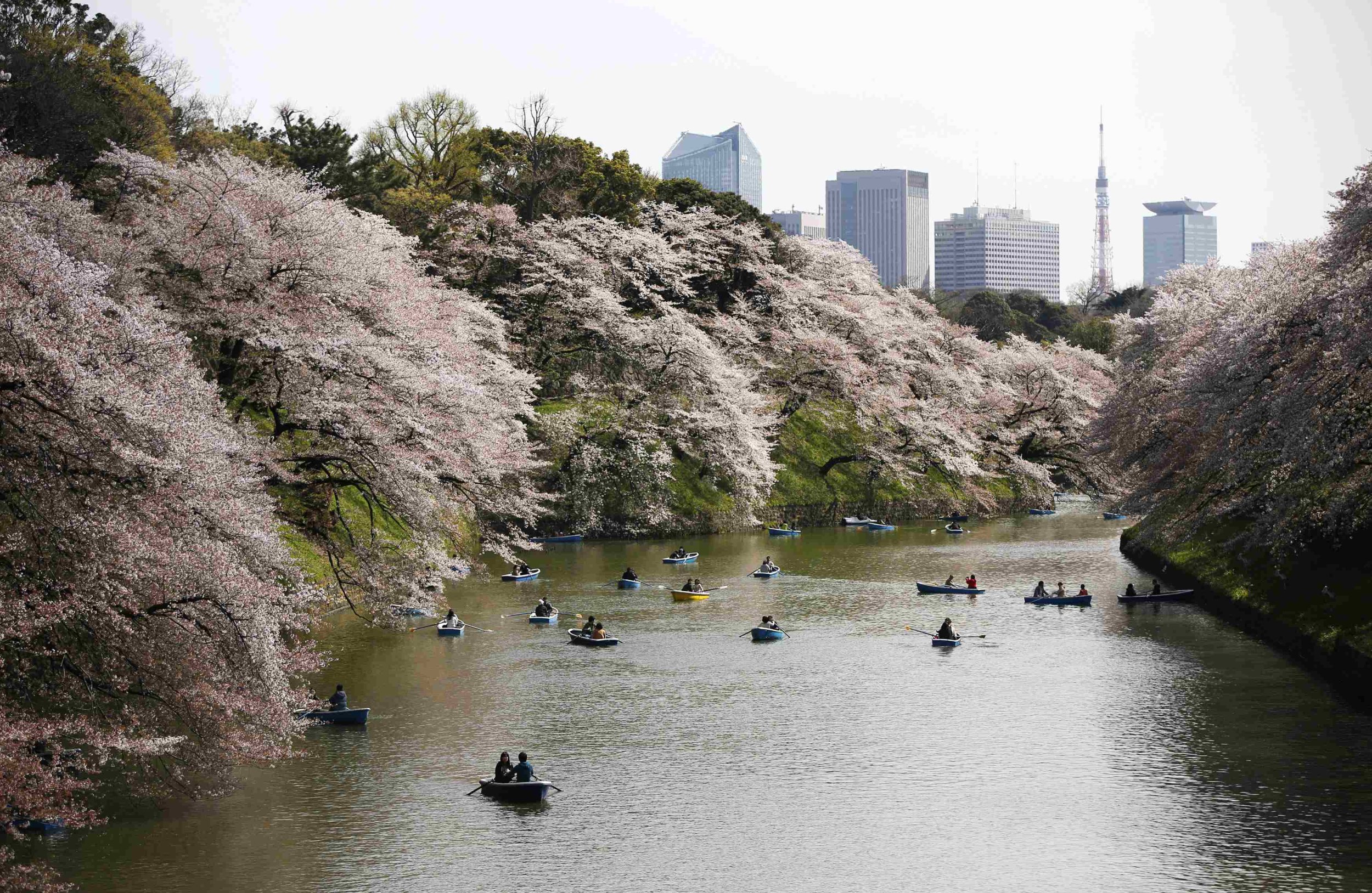 Cherry Blossoms Tokyo April 9 9