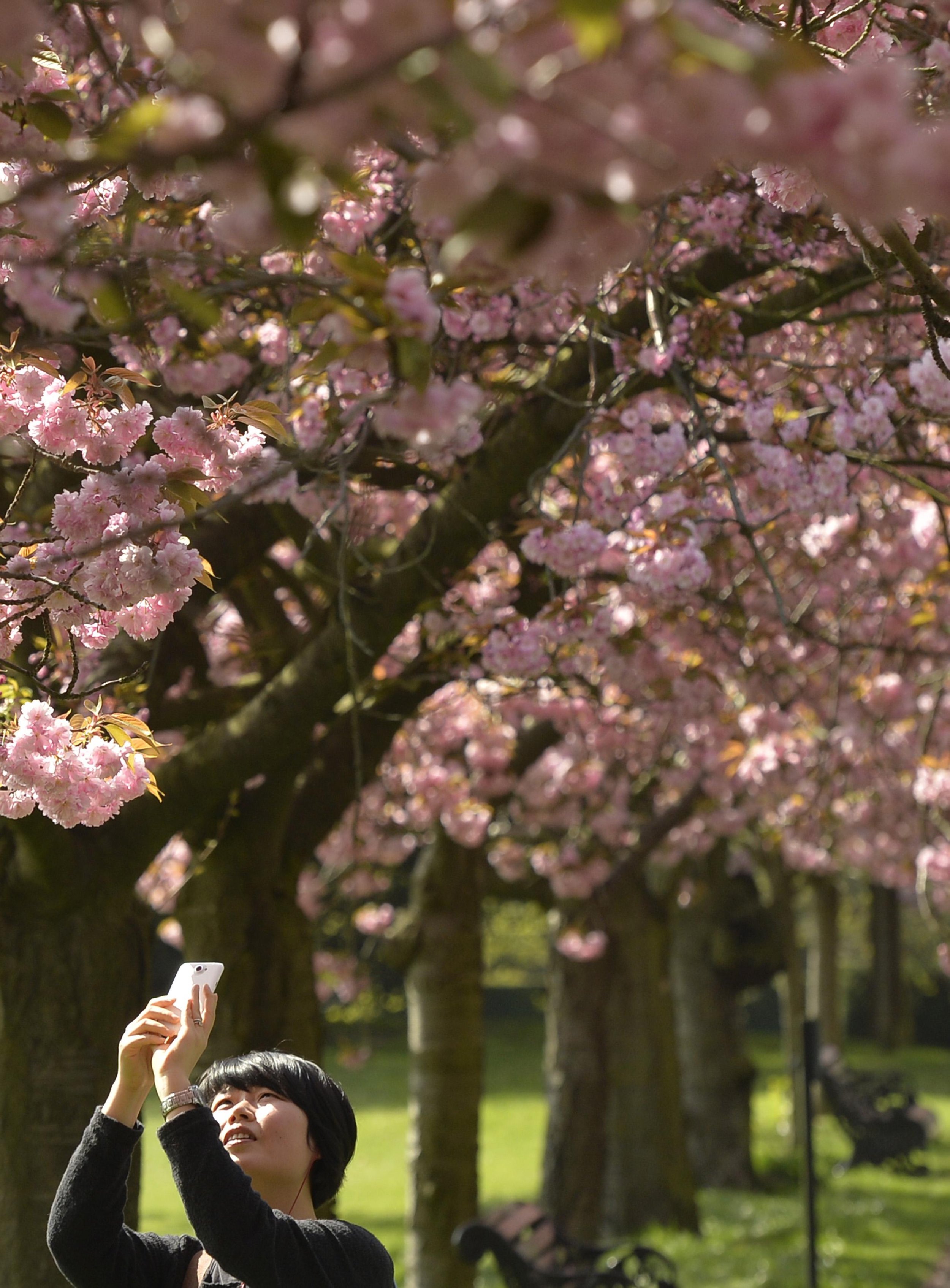 Cherry Blossoms London April 10 1