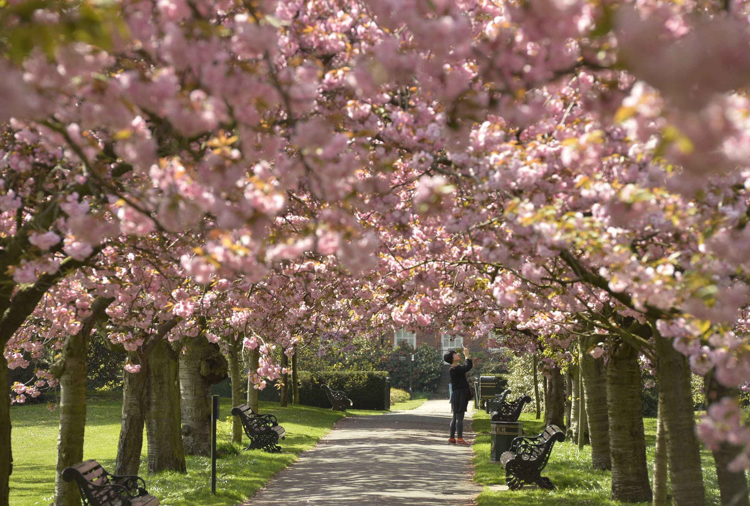 Cherry Blossoms London April 10 2