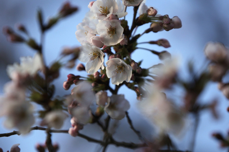 cherry-blossom-2