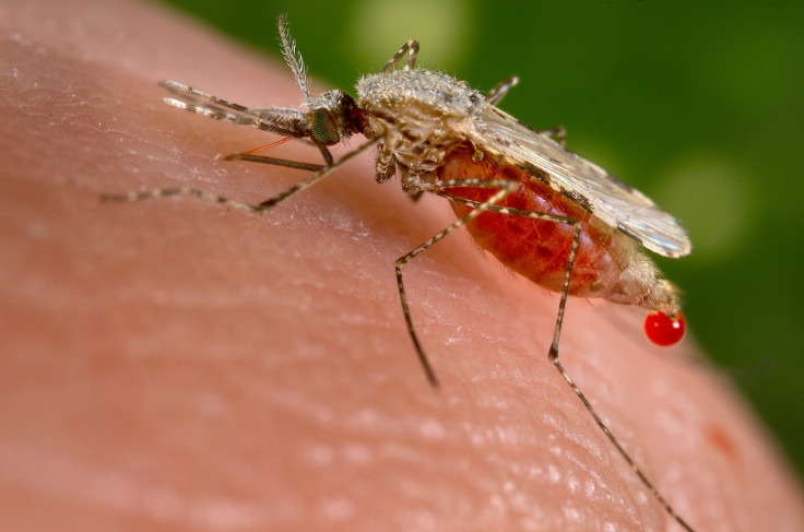 Malarial Mosquito