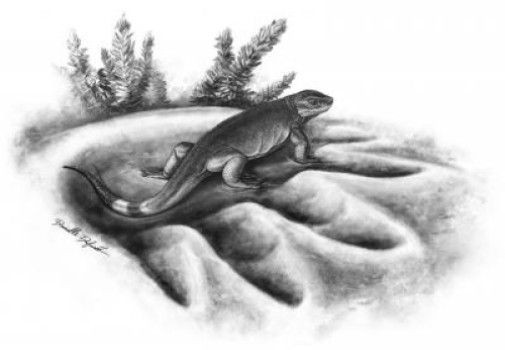 fossil