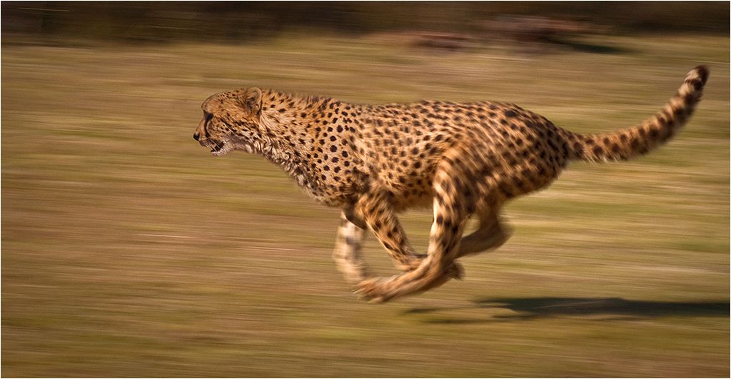 The World’s Fastest Land Animal Has A New Name: Meet Paratarsotomus ...