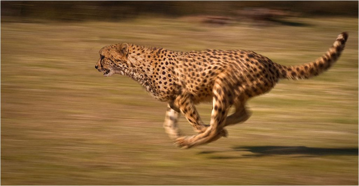 Cheetah_chase
