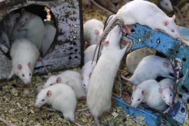 mice-aging-study