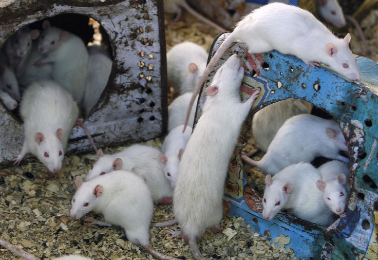 mice-aging-study