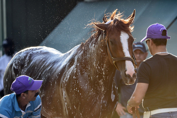 California Chrome 2014 Preakness