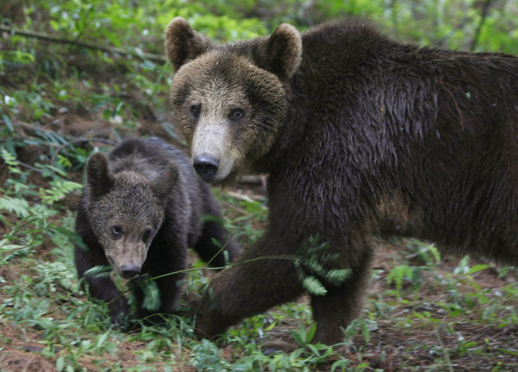 Alaskan Brown Bear