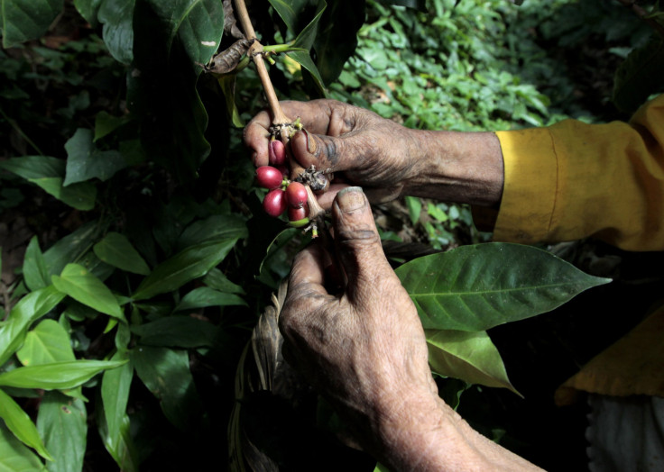 Coffee Rust Nicaragua