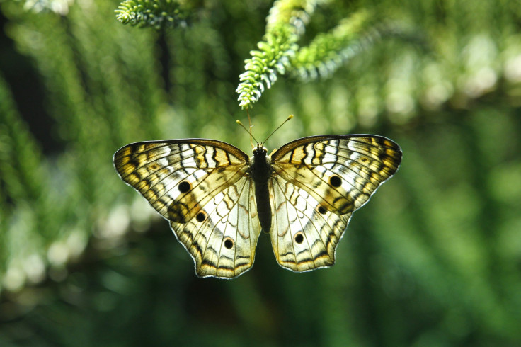 Light-colored-butterfly