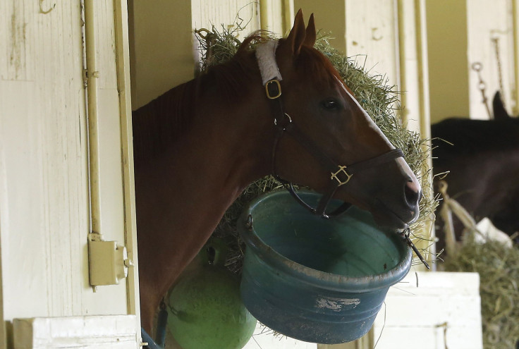 2014 Belmont Stakes California Chrome