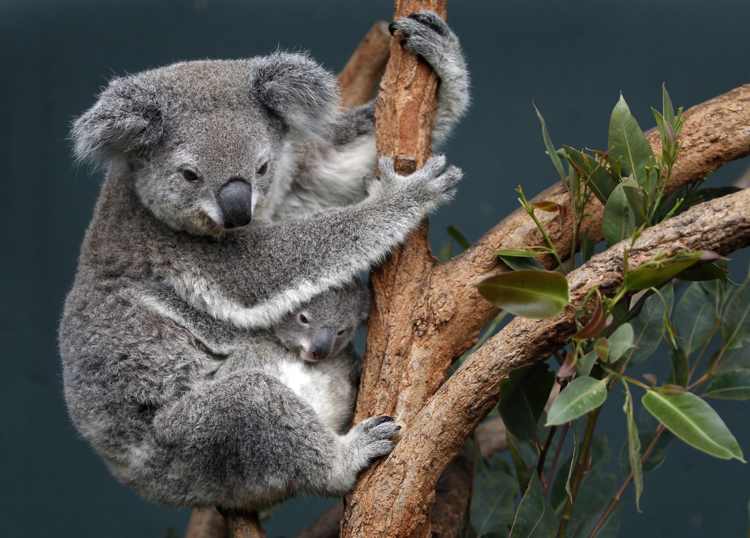 Коала живет в австралии. Австралийская коала. Коала сумчатое животное. Эндемики Австралии коала. Коала интересные факты.