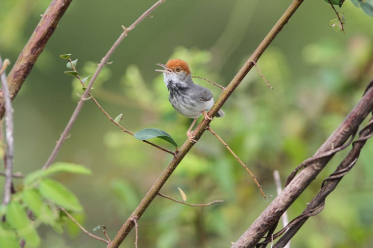 Cambodian Tailorbird
