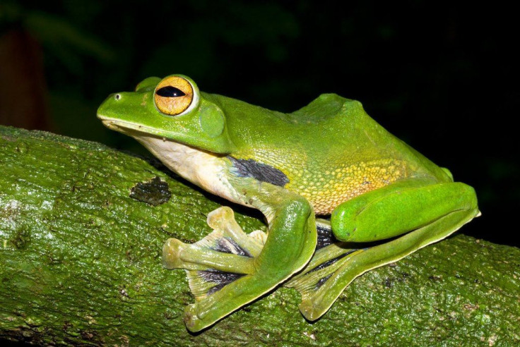 Giant green flying frog