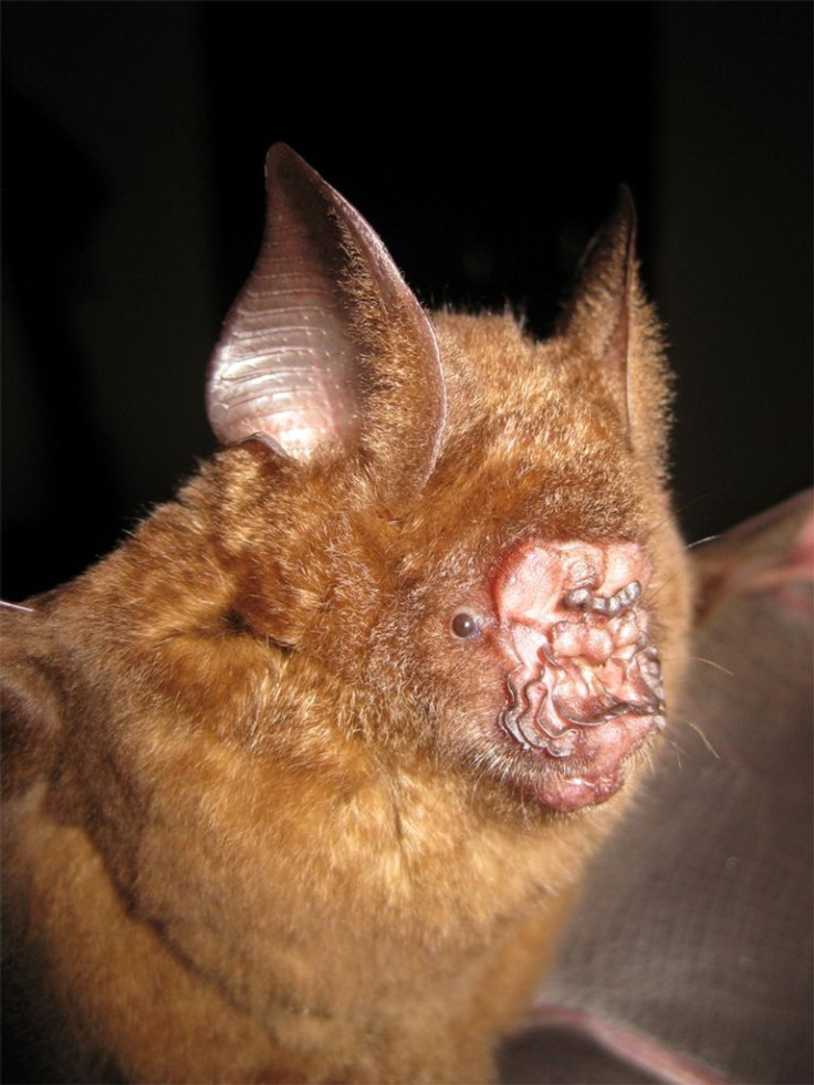 Griffins leaf-nosed bat