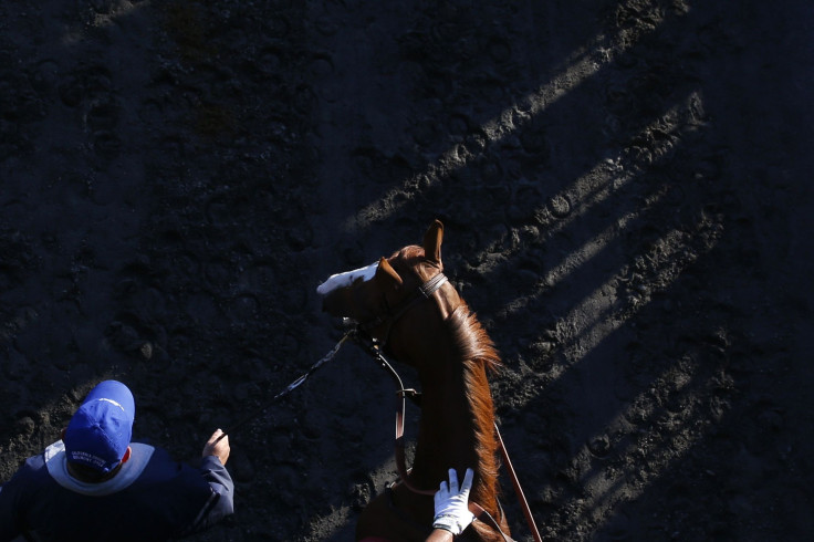 California Chrome 2014 Belmont