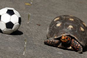 Brazil World Cup_Tina the Turtle