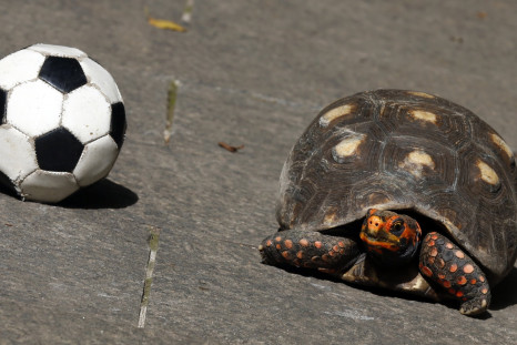 Brazil World Cup_Tina the Turtle