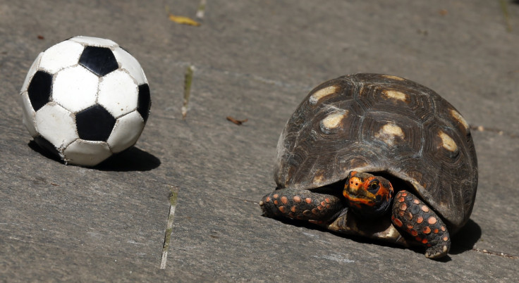 Brazil World Cup_Tina the Turtle