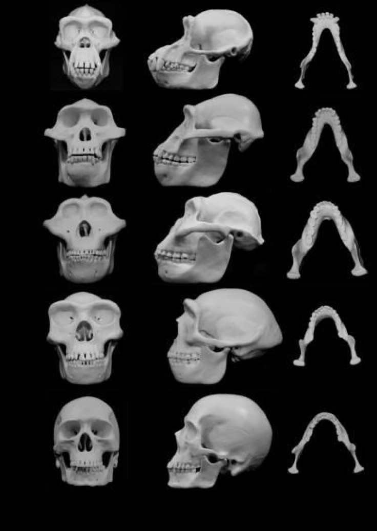 human_face_evolution