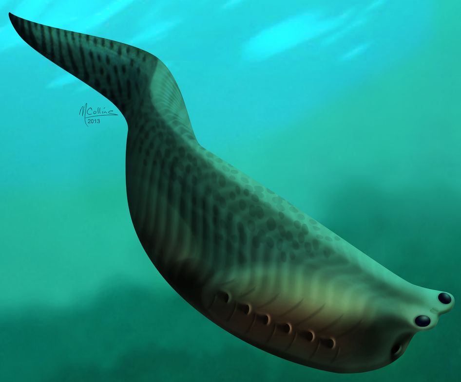 Ancient Fish Fossil Could Explain Evolution Of Vertebrates, Including