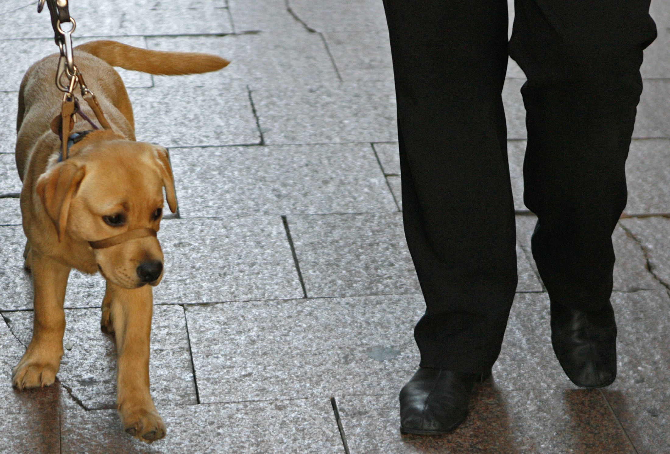 how do guide dogs know to cross the road