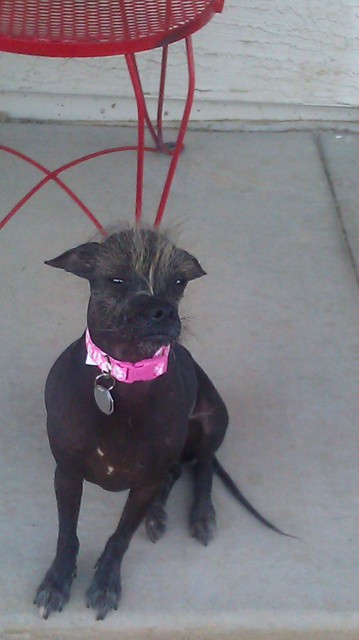 Cyndy Loo Whoo  - World’s Ugliest Dog Contest 2014 Contestant