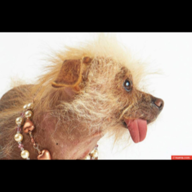 Josie - World’s Ugliest Dog Contest 2014 Contestant