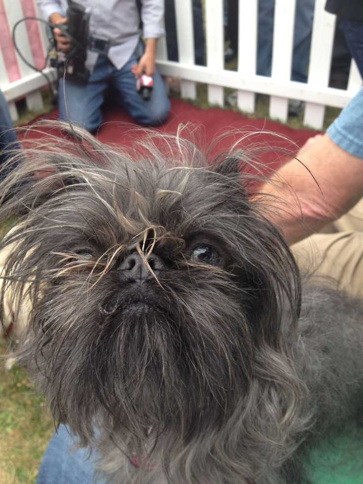 Monkey  - World’s Ugliest Dog Contest 2014 Contestant