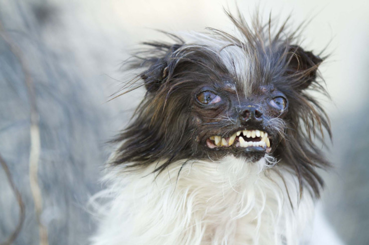 Peanut  - World’s Ugliest Dog Contest 2014 Contestant