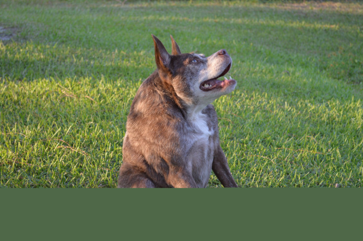 Quasi Modo - World’s Ugliest Dog Contest 2014 Contestant