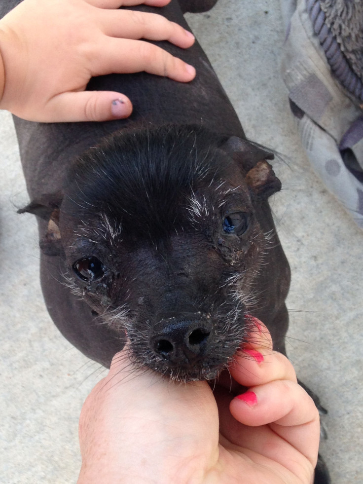 Rue - World’s Ugliest Dog Contest 2014 Contestant