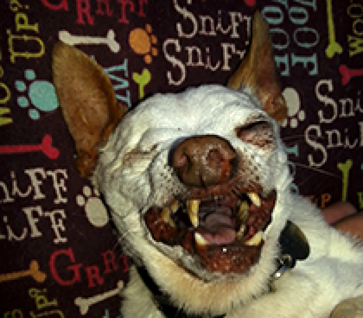 Willie-Bean-Walker - World’s Ugliest Dog Contest 2014 Contestant