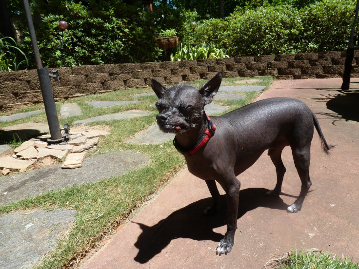 Yoda - World’s Ugliest Dog Contest 2014 Contestant