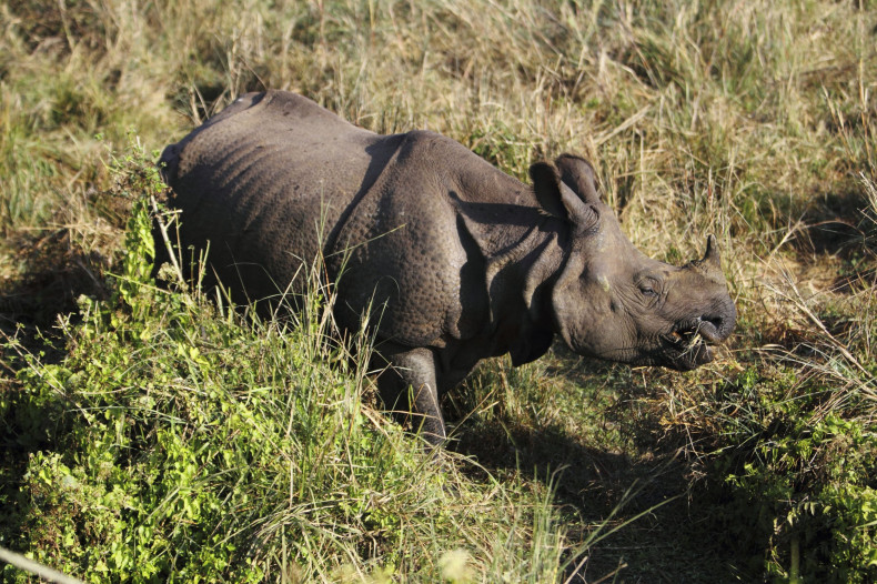 Rhino_nepal