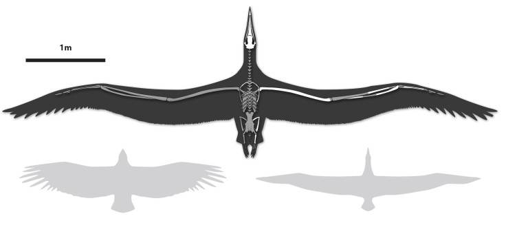 Largest-Ever-Flying-Bird