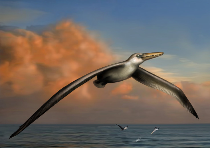 Largest-Flying-Bird