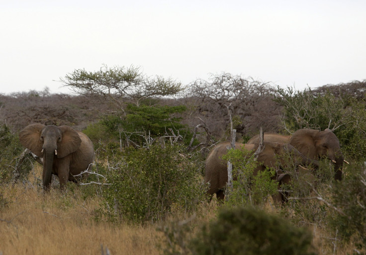 African elephants