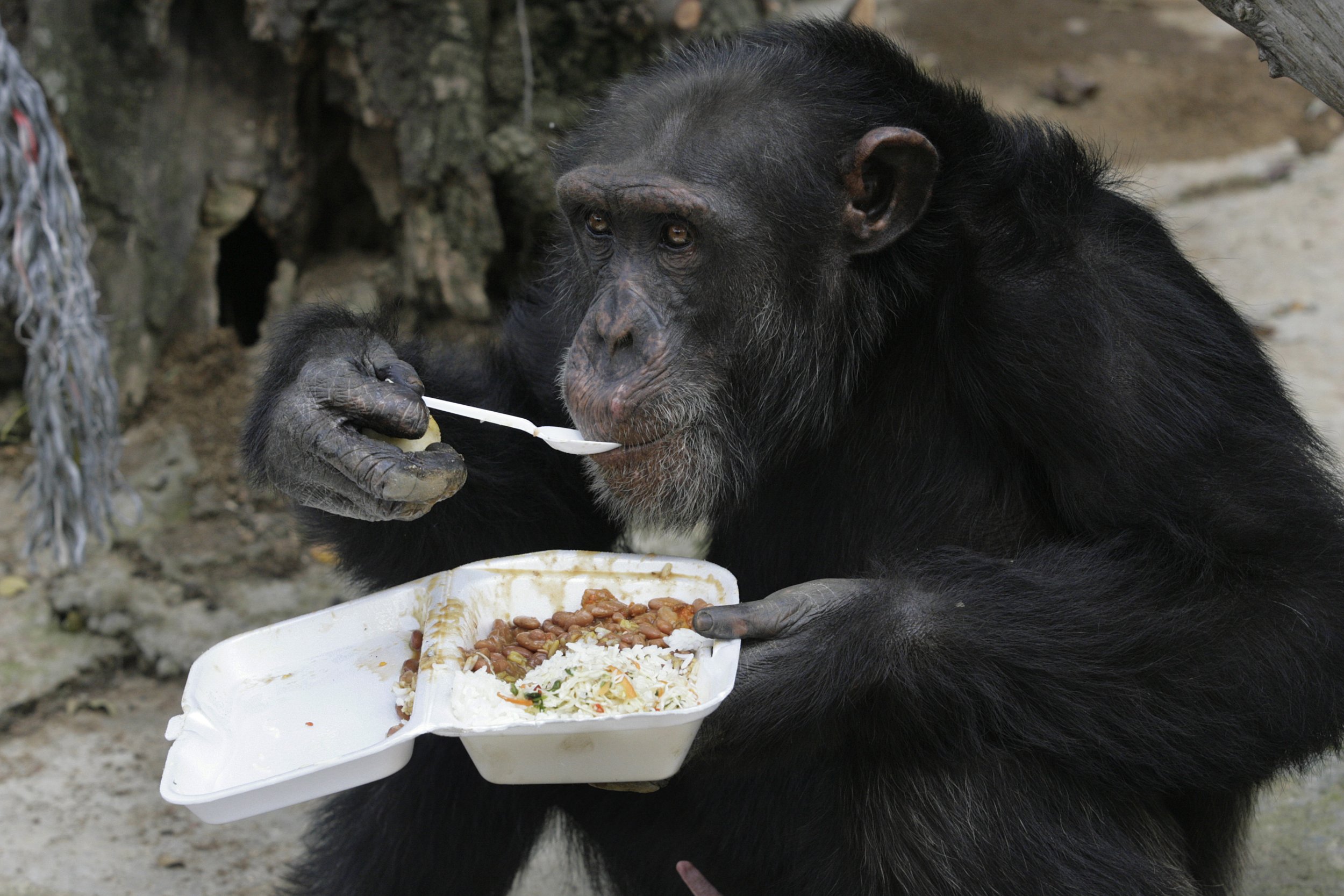 chimpanzee facts gibbons