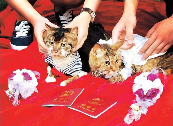 Shanghai Pet marriage
